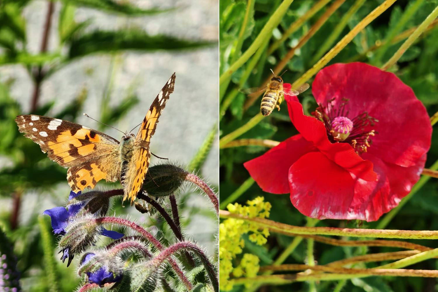 Virágok a gyógynövénykertben.