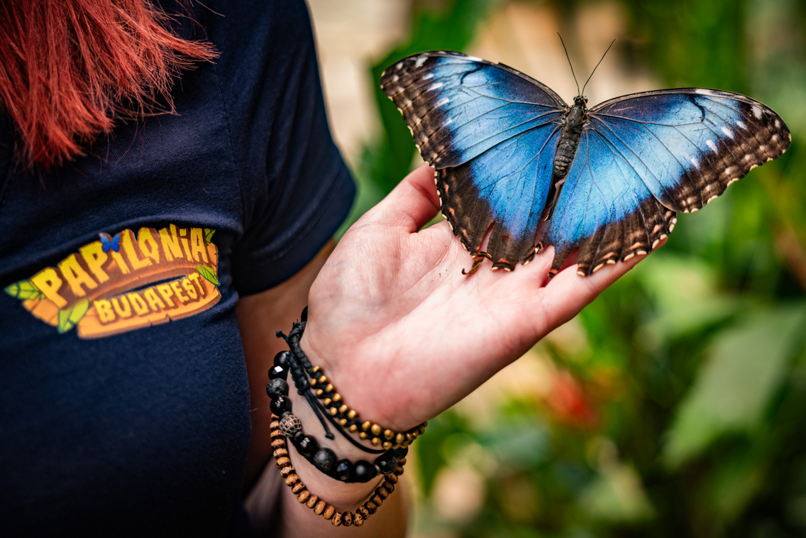 Papilonia Budapest 250327 Szabó Gábor 017