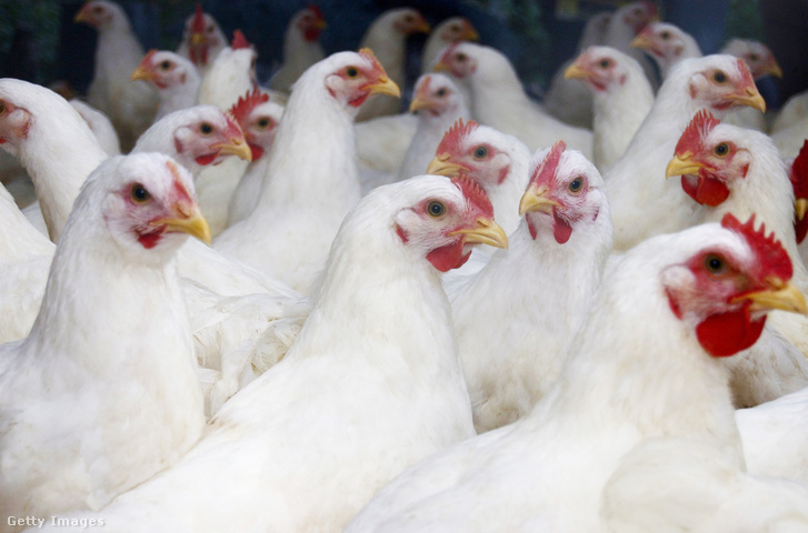 Jó eséllyel a fehér tollú broiler fajtával van dolgunk, ha csirkehúst veszünk