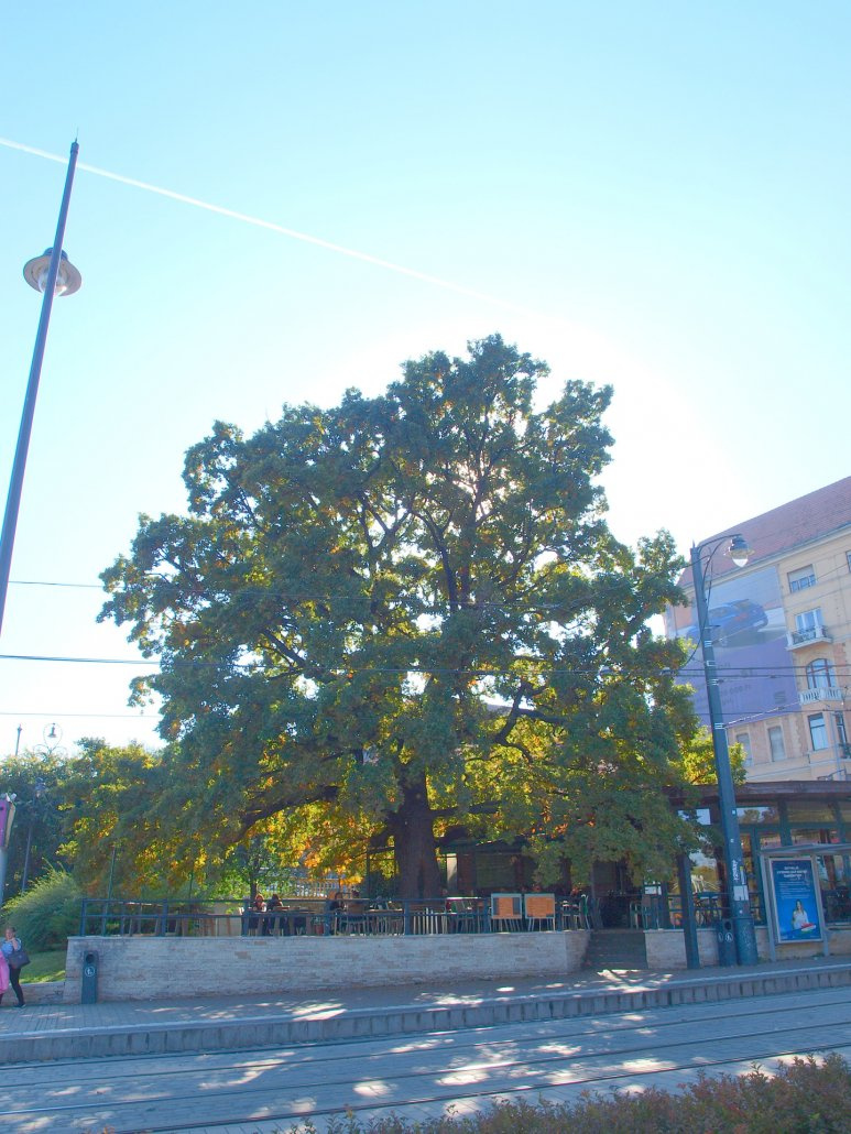 Erzsébet-emlékfa a II. kerületben