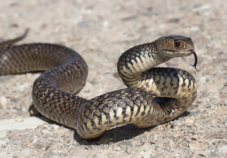 Kígyóméregből érnövekedést serkentő molekulát találtak (Fotó: kristianbell / Getty Images Hungary)