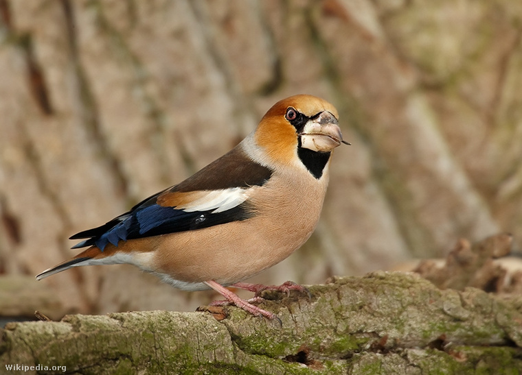 Coccothraustes coccothraustes 1 (Martin Mecnarowski)