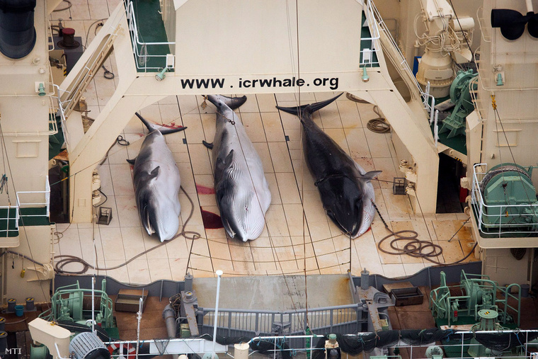 A Sea Shepherd Conservation Society ausztrál bálnavédő szervezet által 2014. január 5-én készített felvétel három kimúlt csukabálnáról a Nisshin Maru japán bálnafeldolgozó hajó fedélzetén.