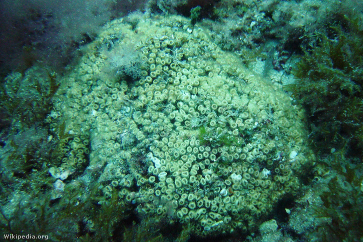 Capo Gallo 063 Cladocora caespitosa