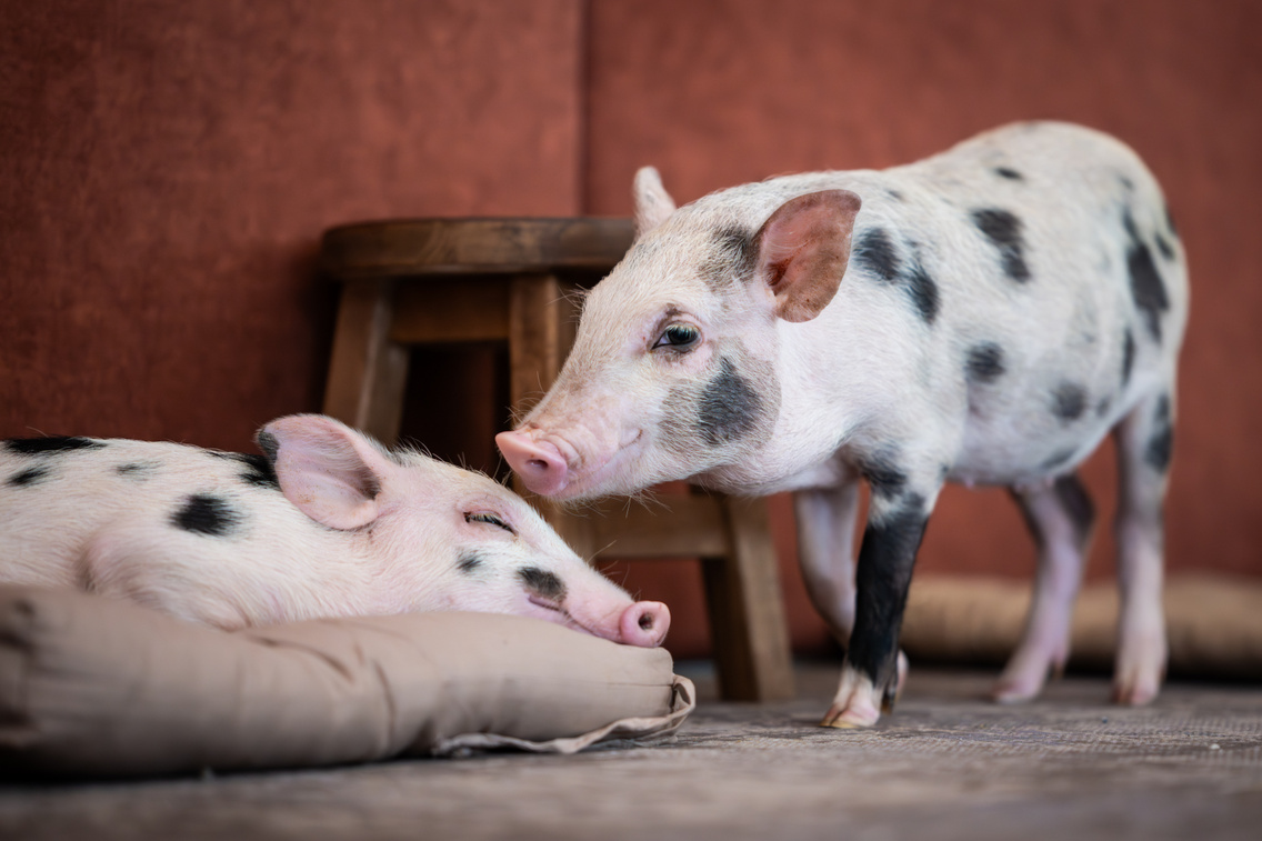 LB 20250708 MinipigCafe 0043