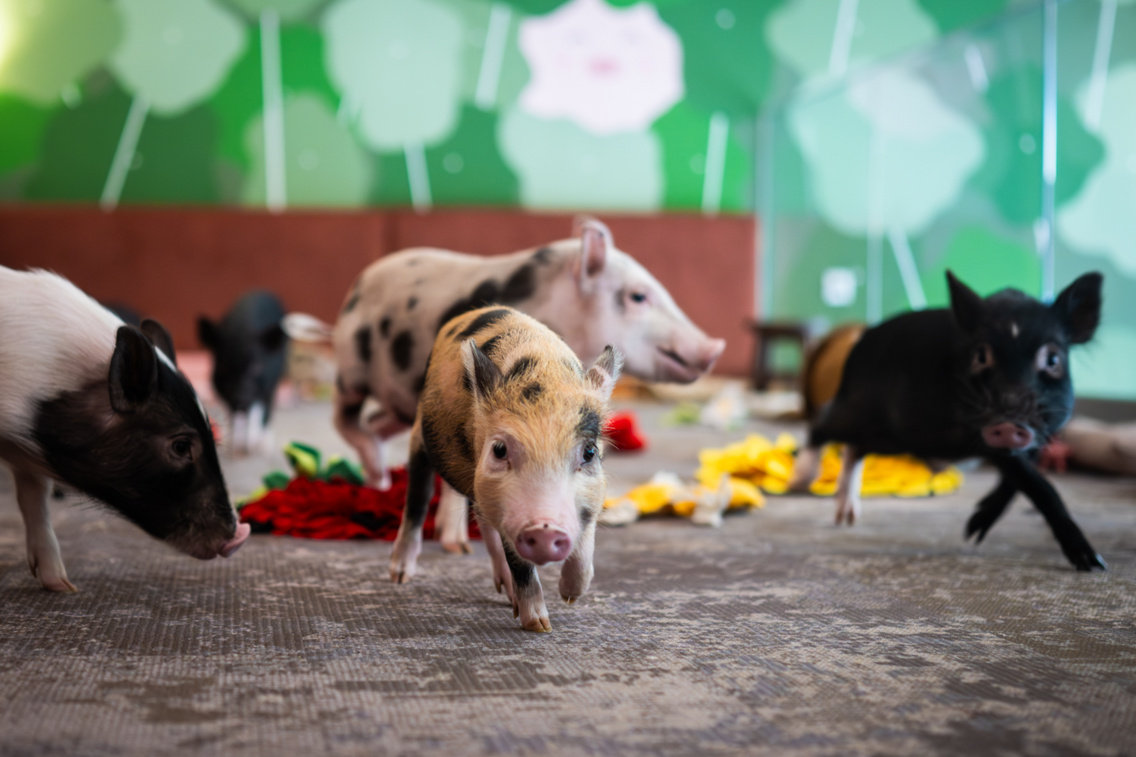 LB 20250708 MinipigCafe 0040