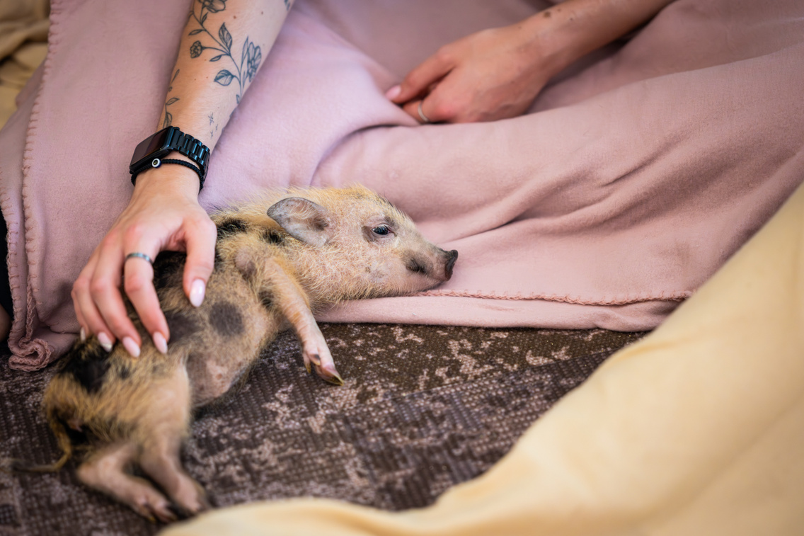 LB 20250708 MinipigCafe 0022