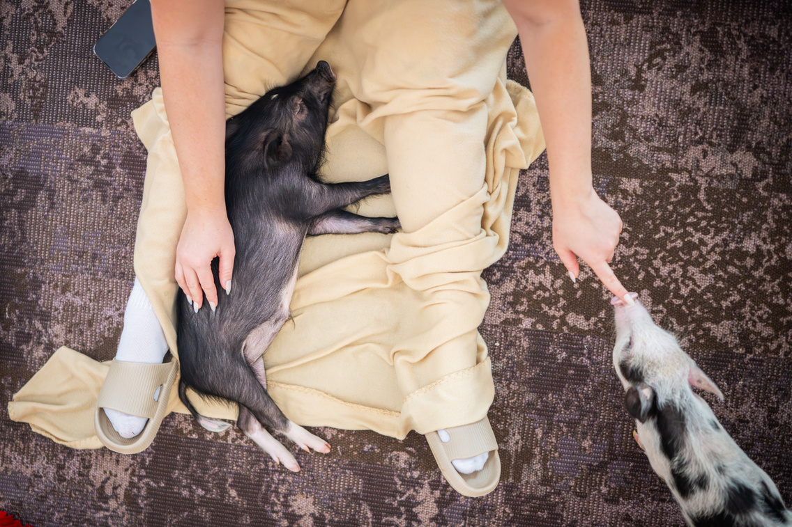 LB 20250708 MinipigCafe 0028