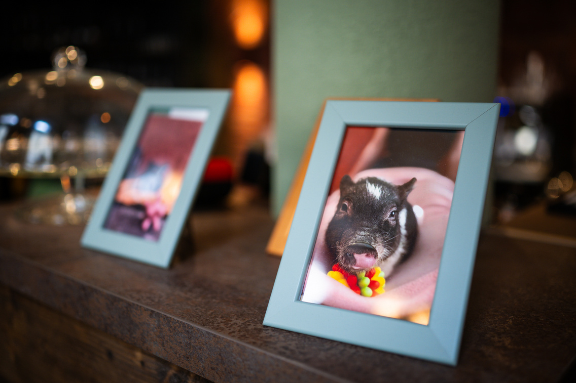 LB 20250708 MinipigCafe 0035