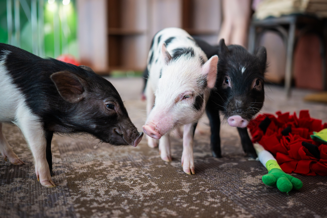 LB 20250708 MinipigCafe 0013