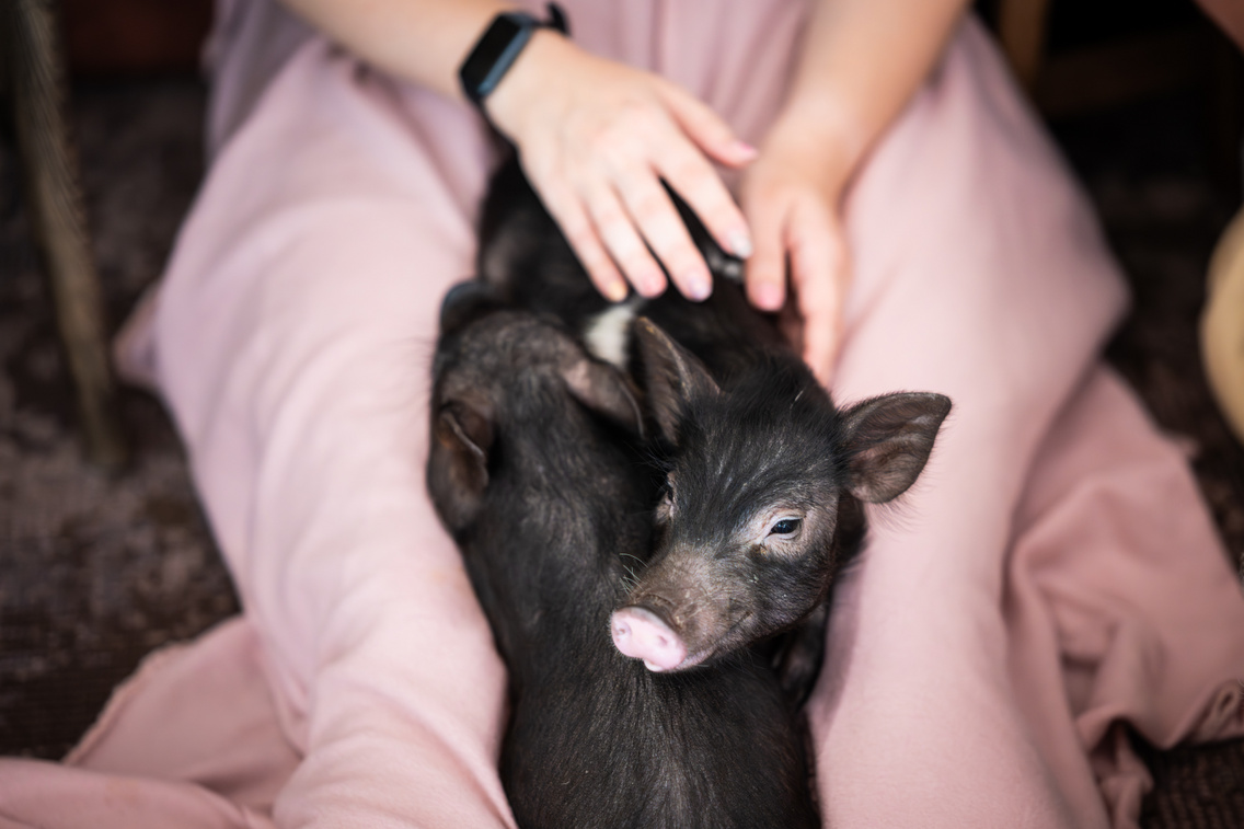 LB 20250708 MinipigCafe 0027