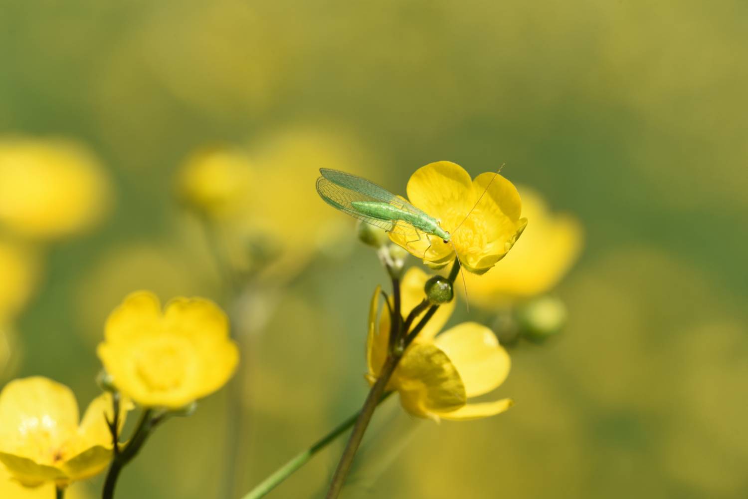 Zöldfátyolkák - Chrysopidae