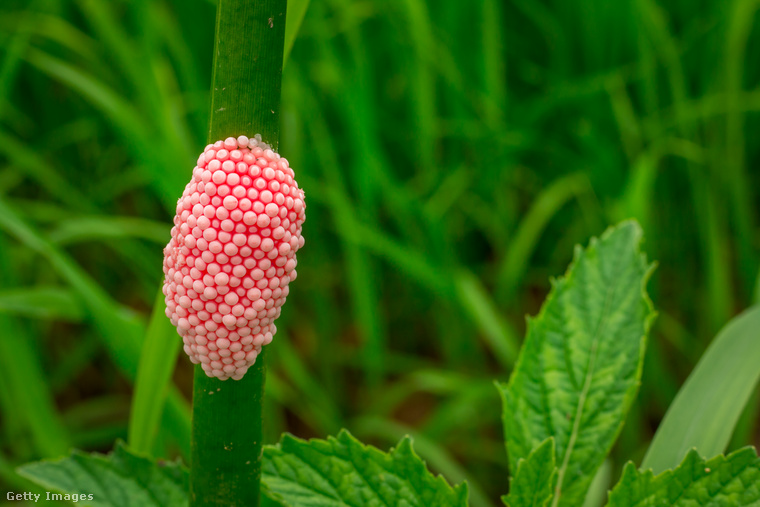 A vízi csigák tojásai veszélyesek lehetnek. (Fotó: Nesser3321 / Getty Images Hungary)