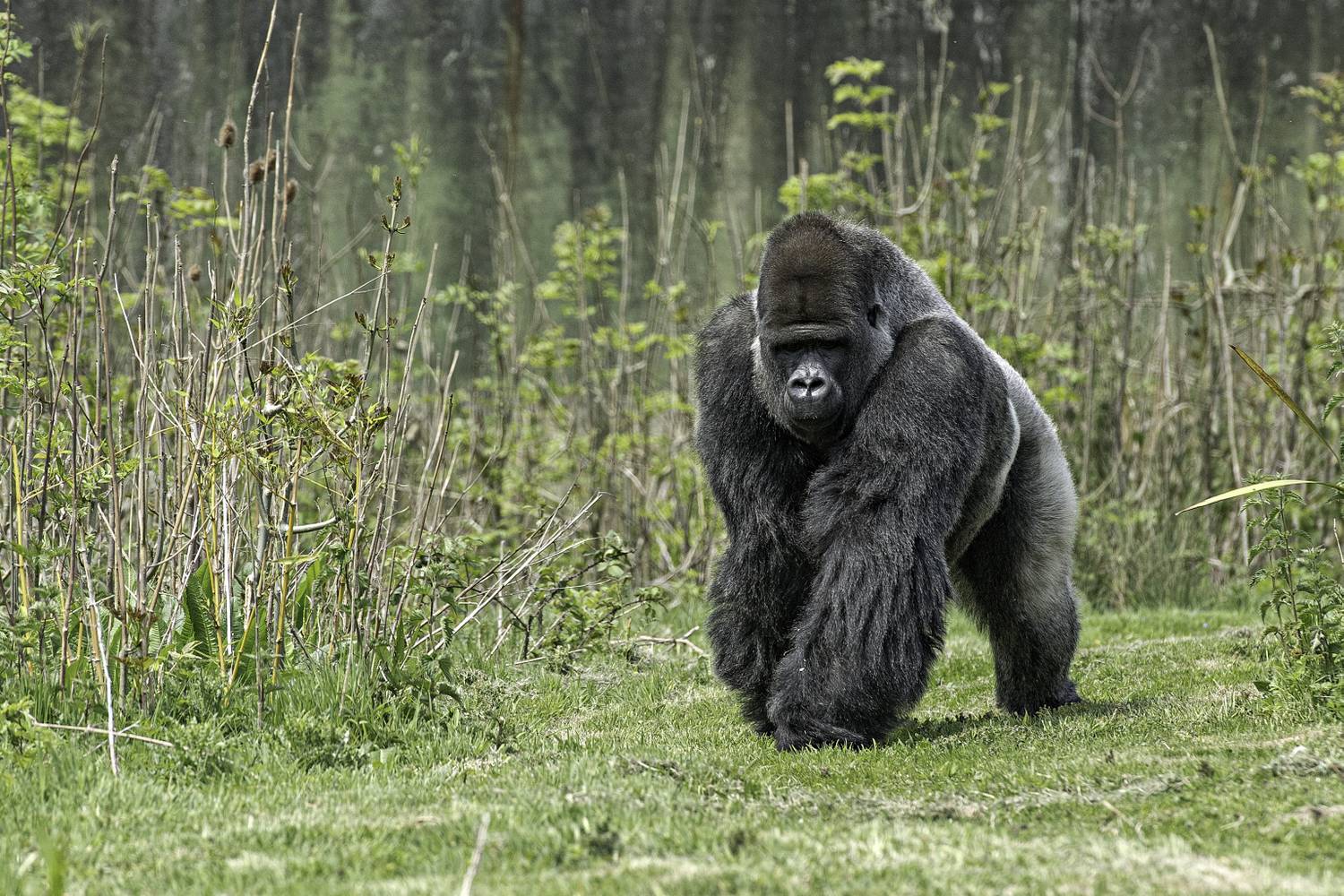 hegyi gorilla