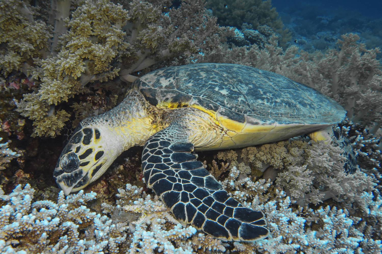 Hawksbill tengeri teknős
