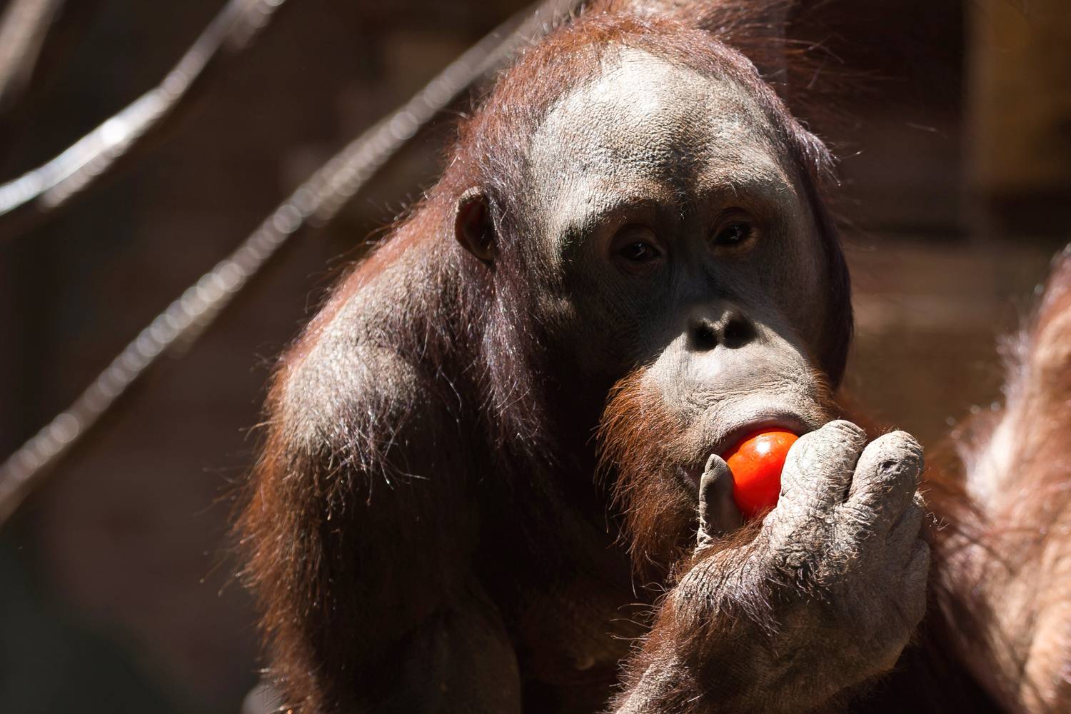 Borneói orangután
