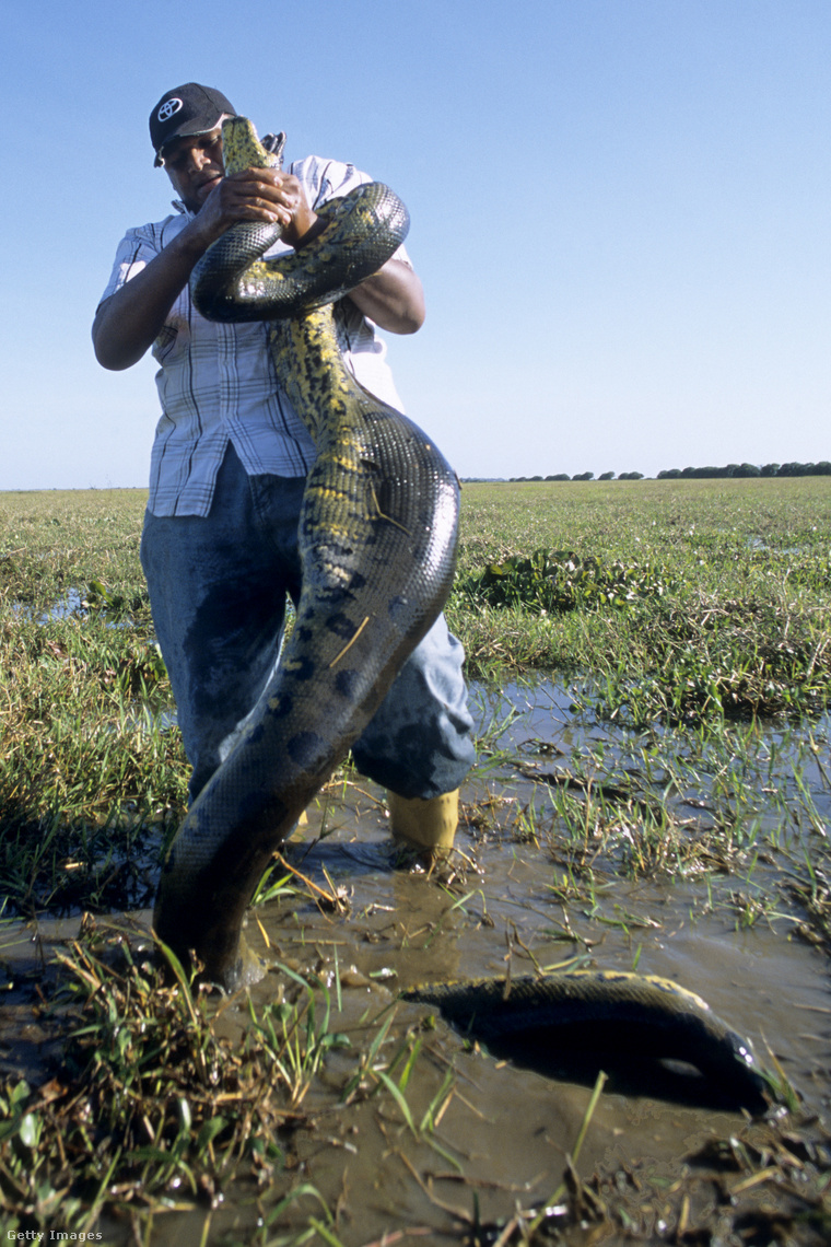 A legnagyobb kígyó a zöld anakonda, amely akár egy embert is képes egészben lenyelni. (Fotó: Gilles MARTIN / Getty Images Hungary)