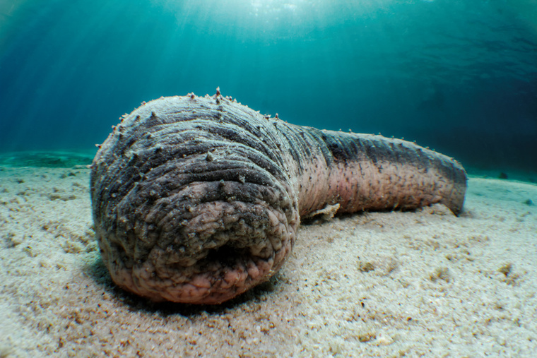 Ha egy tengeri uborkát megtámadnak, nem menekül vagy harap – egyszerűen kiköpi a saját belső szerveit
