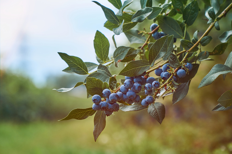 ÁfonyaAz áfonya tele van értékes antioxidánsokkal, amelyek segíthetnek csökkenteni a gyulladást és a szívbetegségek kockázatát