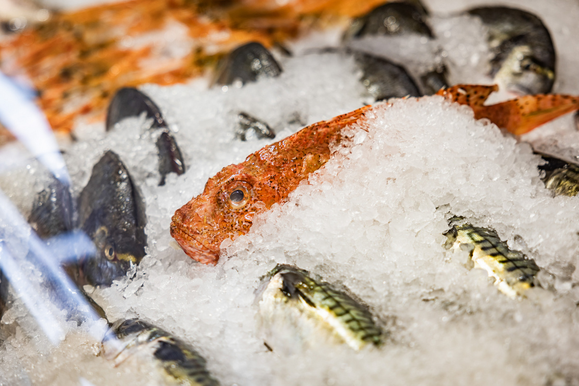 Ocean Food 250722 Szabó Gábor 019