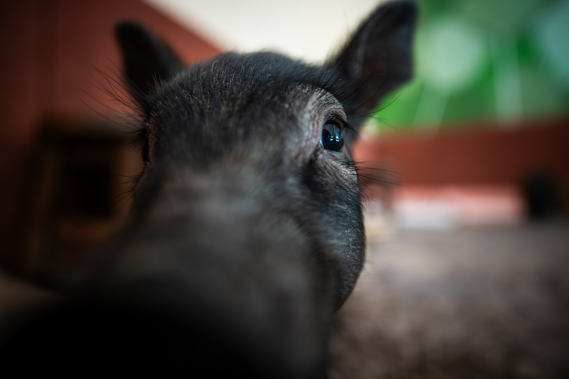 LB 20250708 MinipigCafe 0003