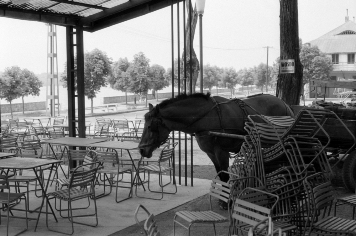 Liszt Ferenc sétány 9., Vadkacsa (később Halászkert) étterem, 1973
