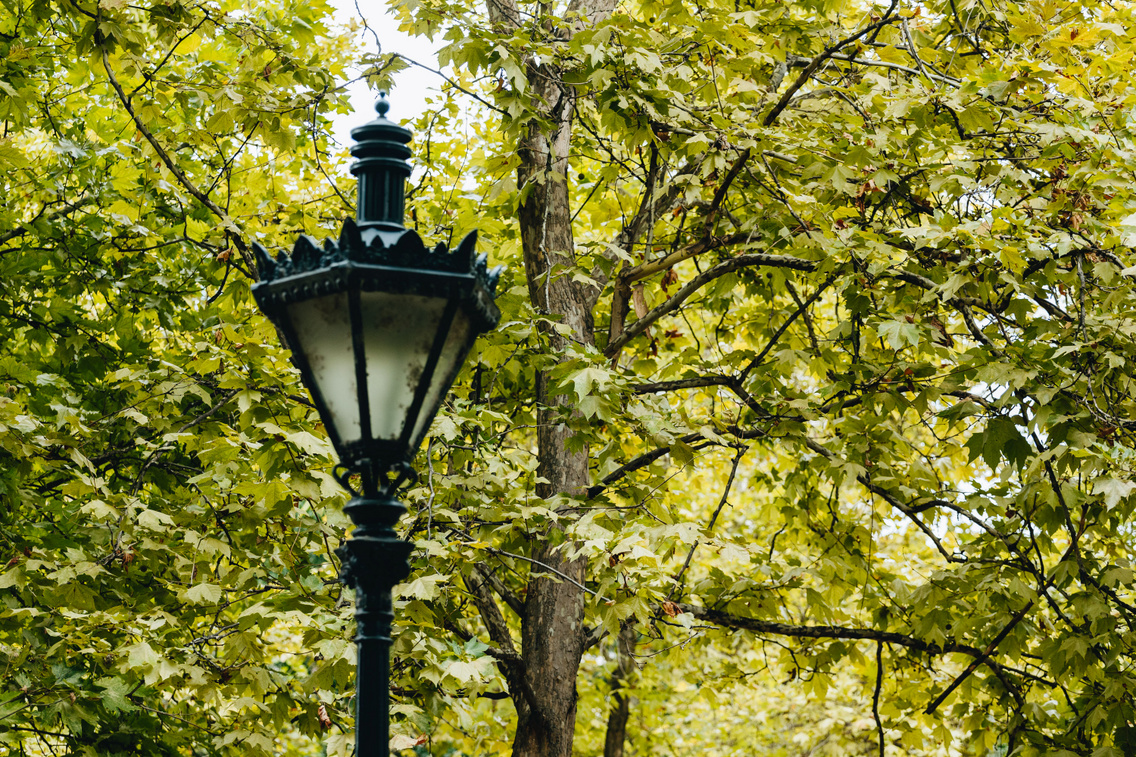 szabadsag ter platanok 240724 majorkata 8