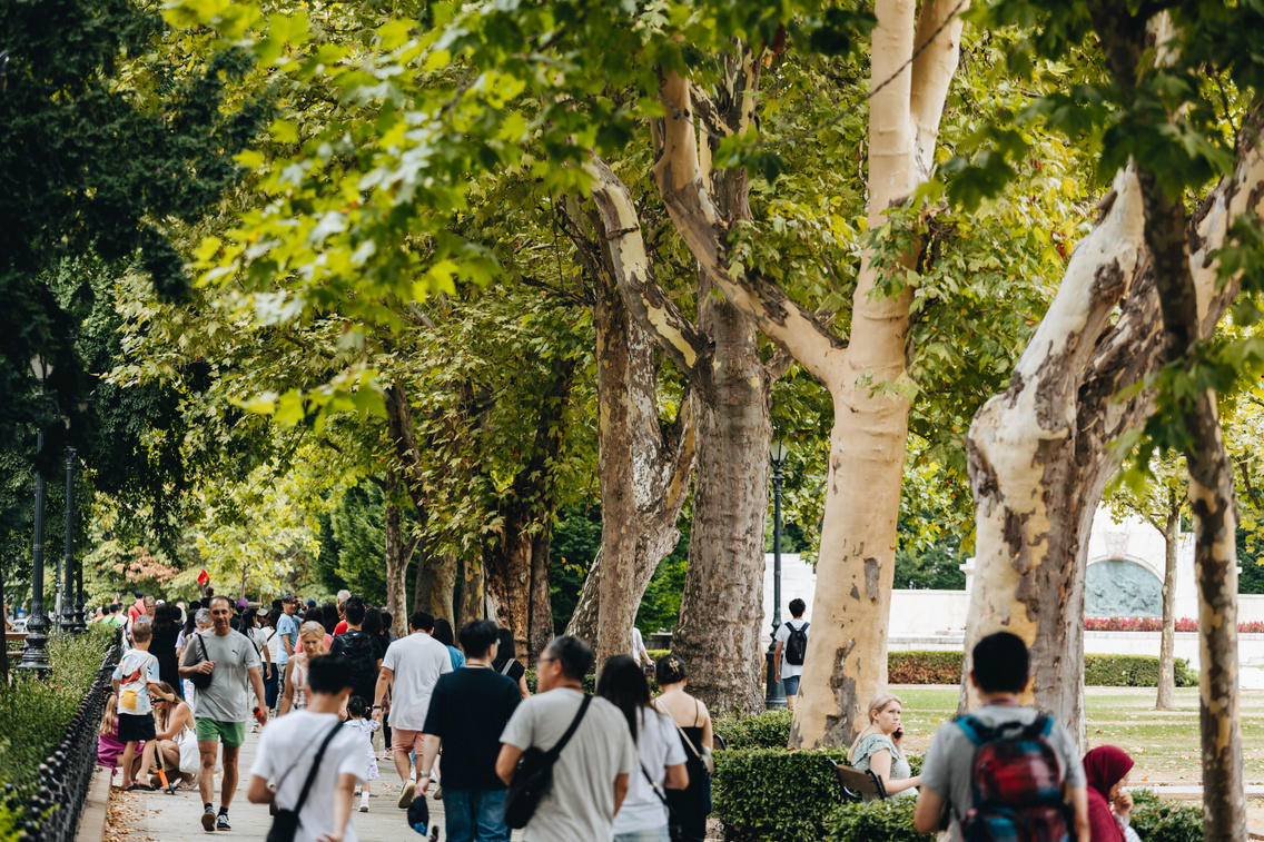 szabadsag ter platanok 240724 majorkata 7