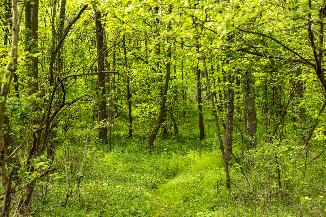 soroksari-arboretum-polyak-attila-068