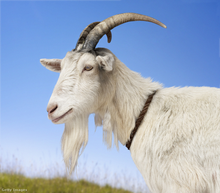 Kecskeszőrből készült pótszemöldök&nbsp;Az ókori görög nők körében trend volt az összenőtt szemöldök