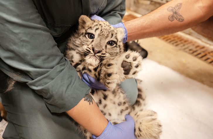 SWNS BABY LEOPARD 017