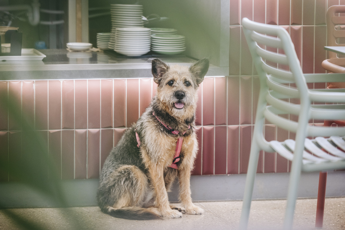 Gyuri kutyája, Leila