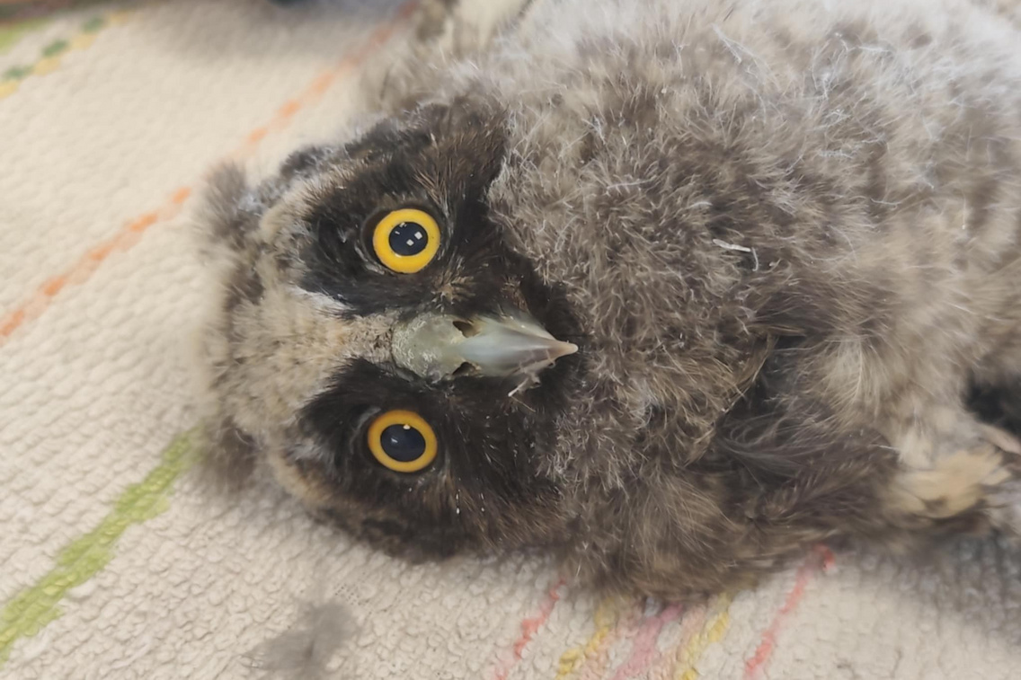 499852464 706698622116983 3354375505579897511 n