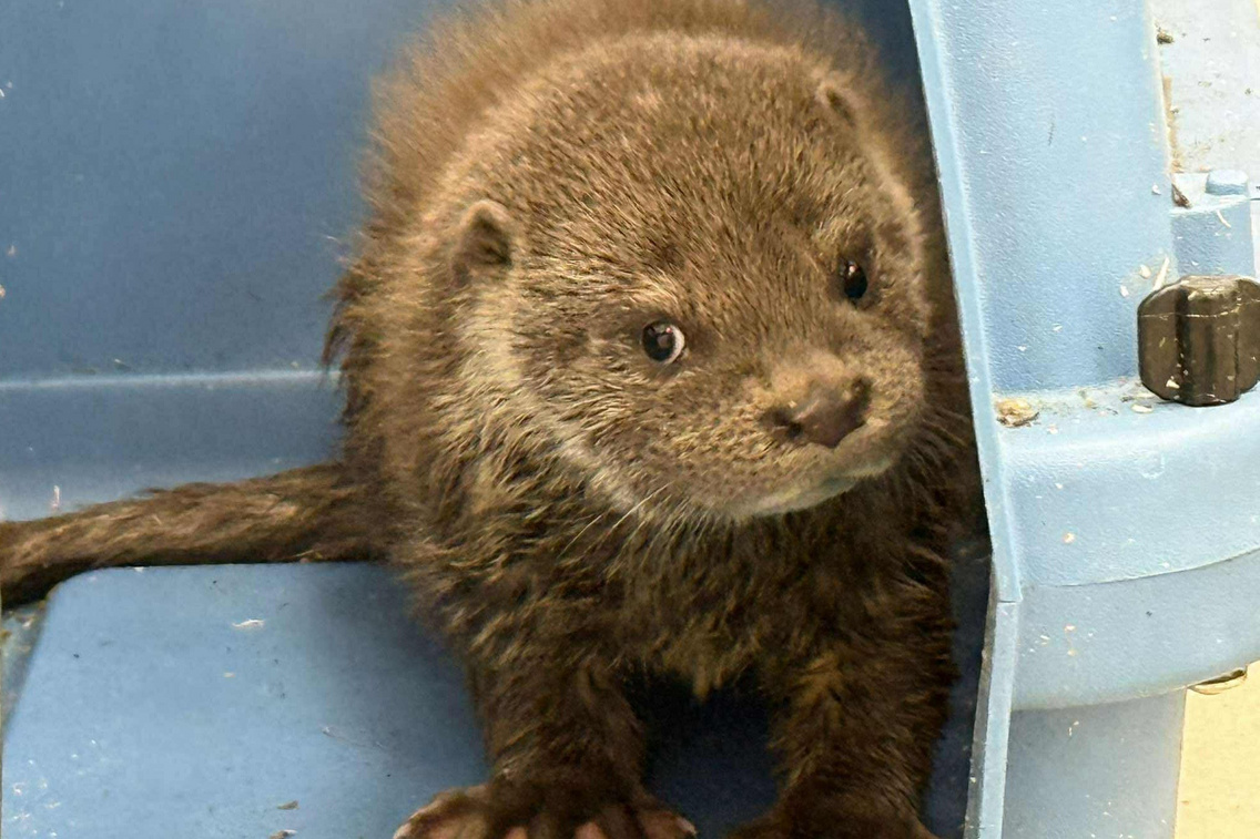 519411182 745765698210275 3318736136382313570 n