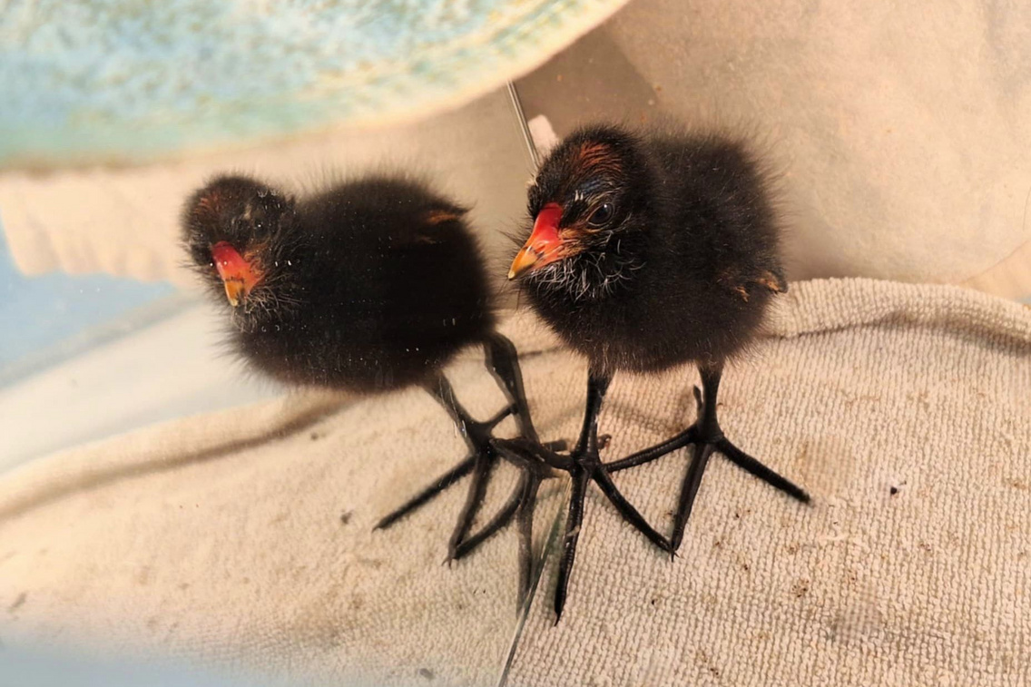 498677385 696810529772459 270574633537587037 n