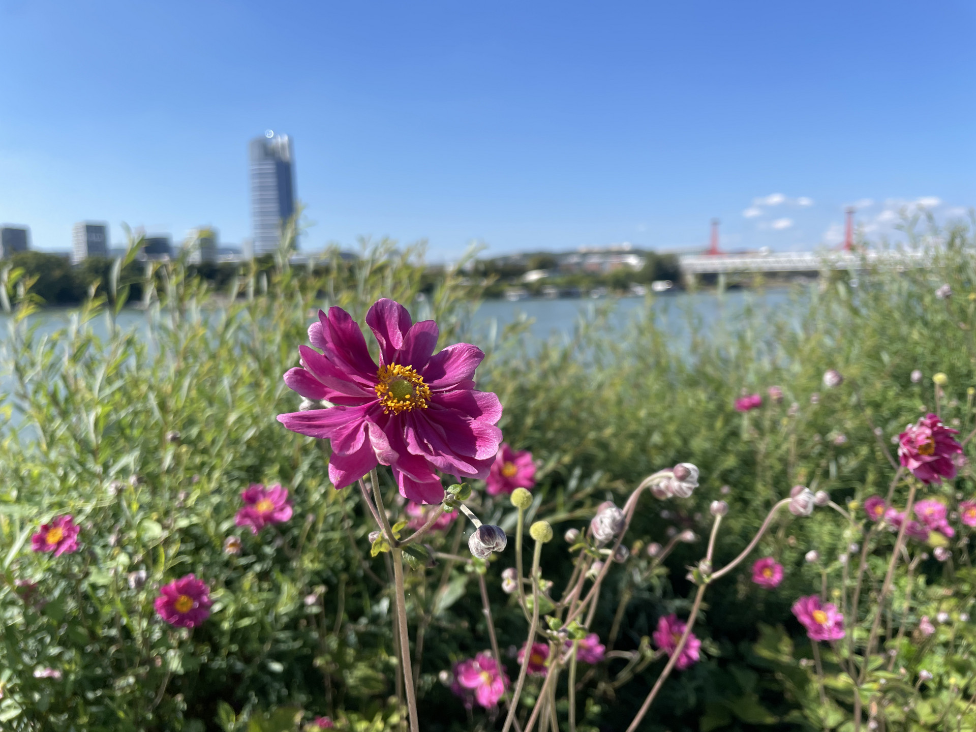 Még most is vannak színes virágok