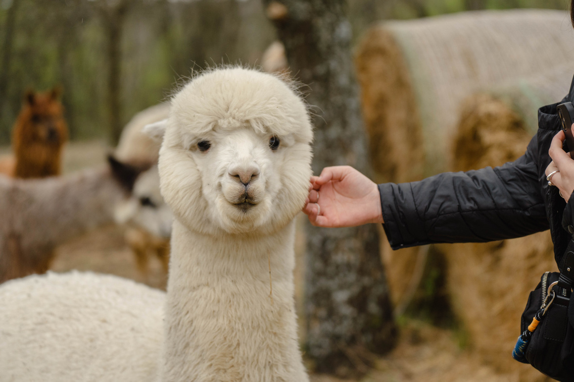 Alpaka Balaton Tenyāszet ās Ter†pi†s kĒzpont Balatonudvari Kc