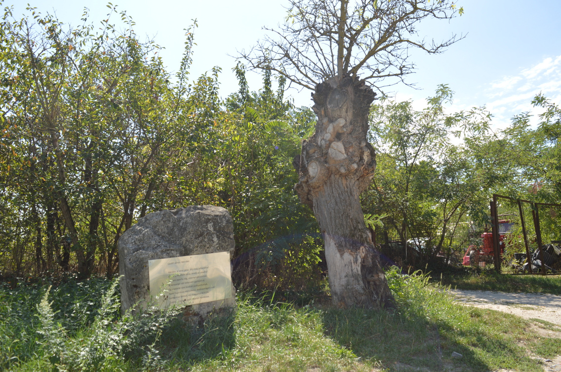 Az a bizonyos emlékfa, meg az emlékkő a Lackfi-verssel