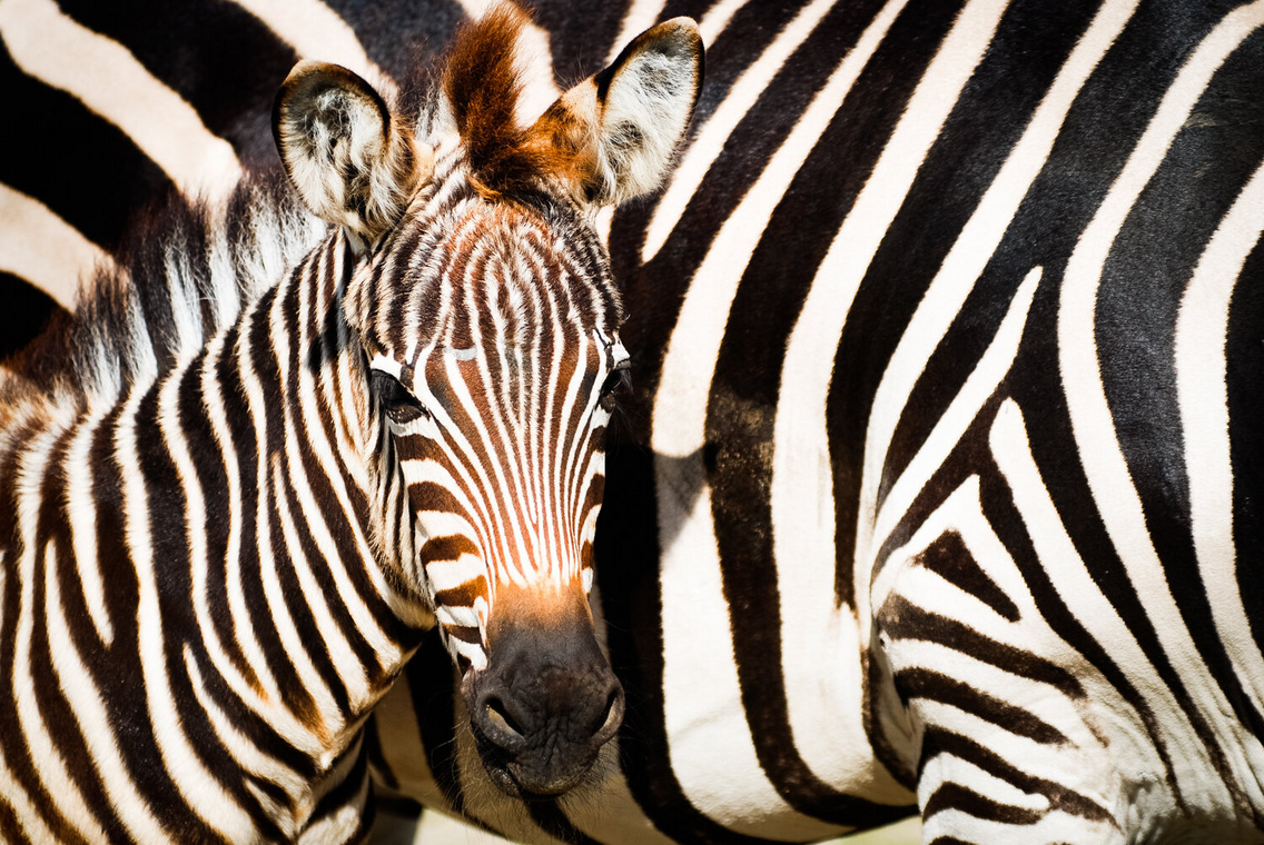 sb-20150514-allatkert-veszprem-dsc-0667-gr