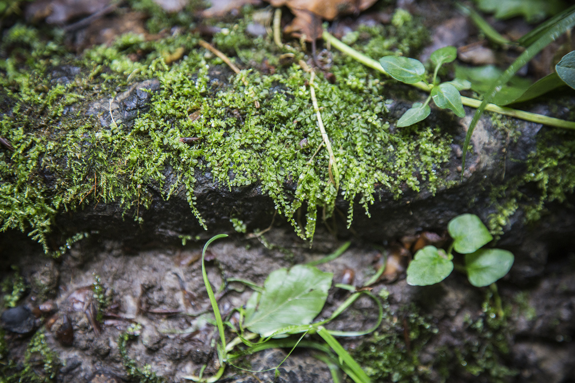 oreg-bukk-tanosveny-monostorapati heim-alexandra 20160714