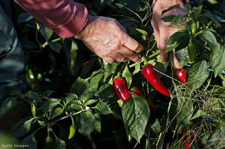 Espelette paprika