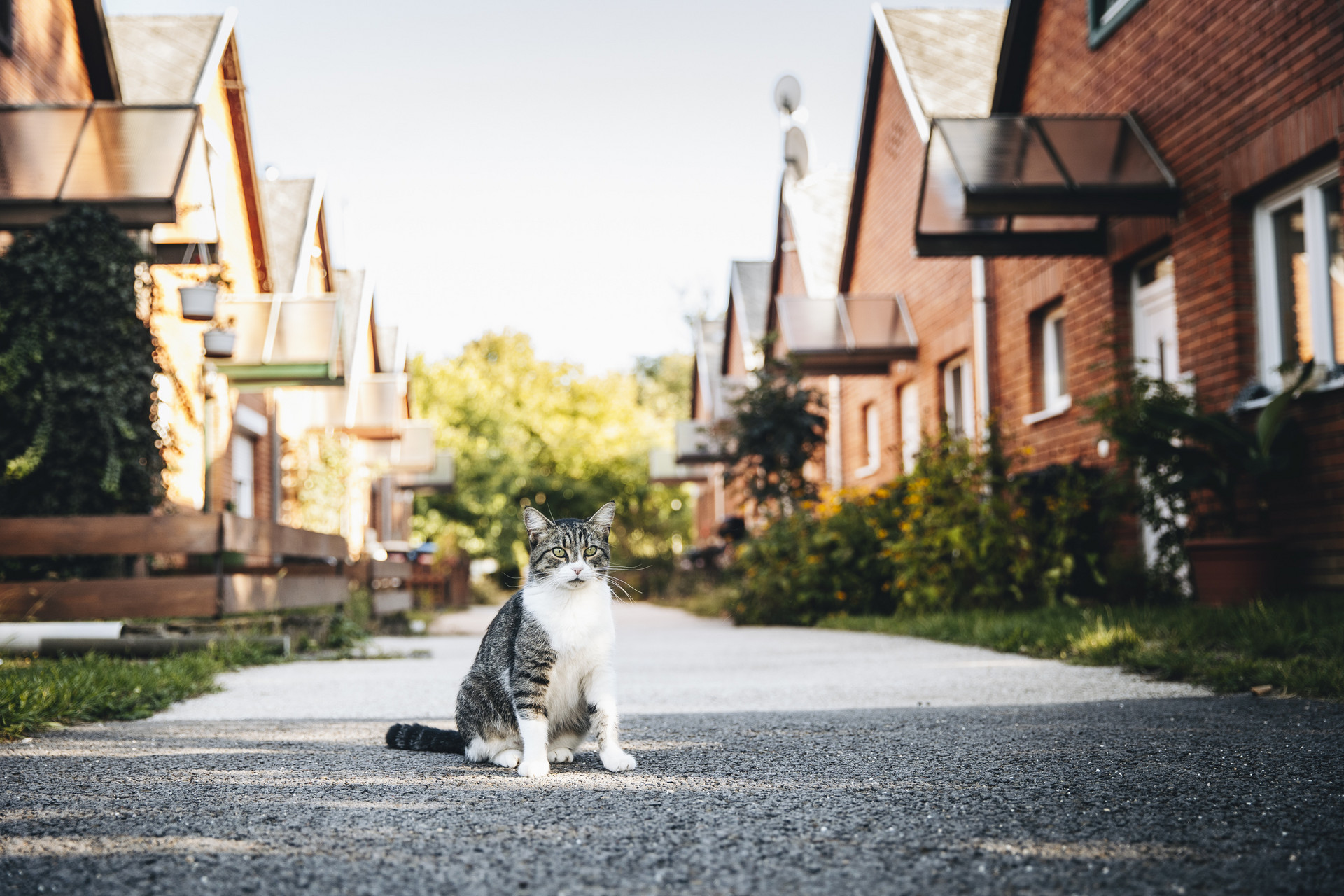 mozgasserult lakotelep 20250915 majorkata-31