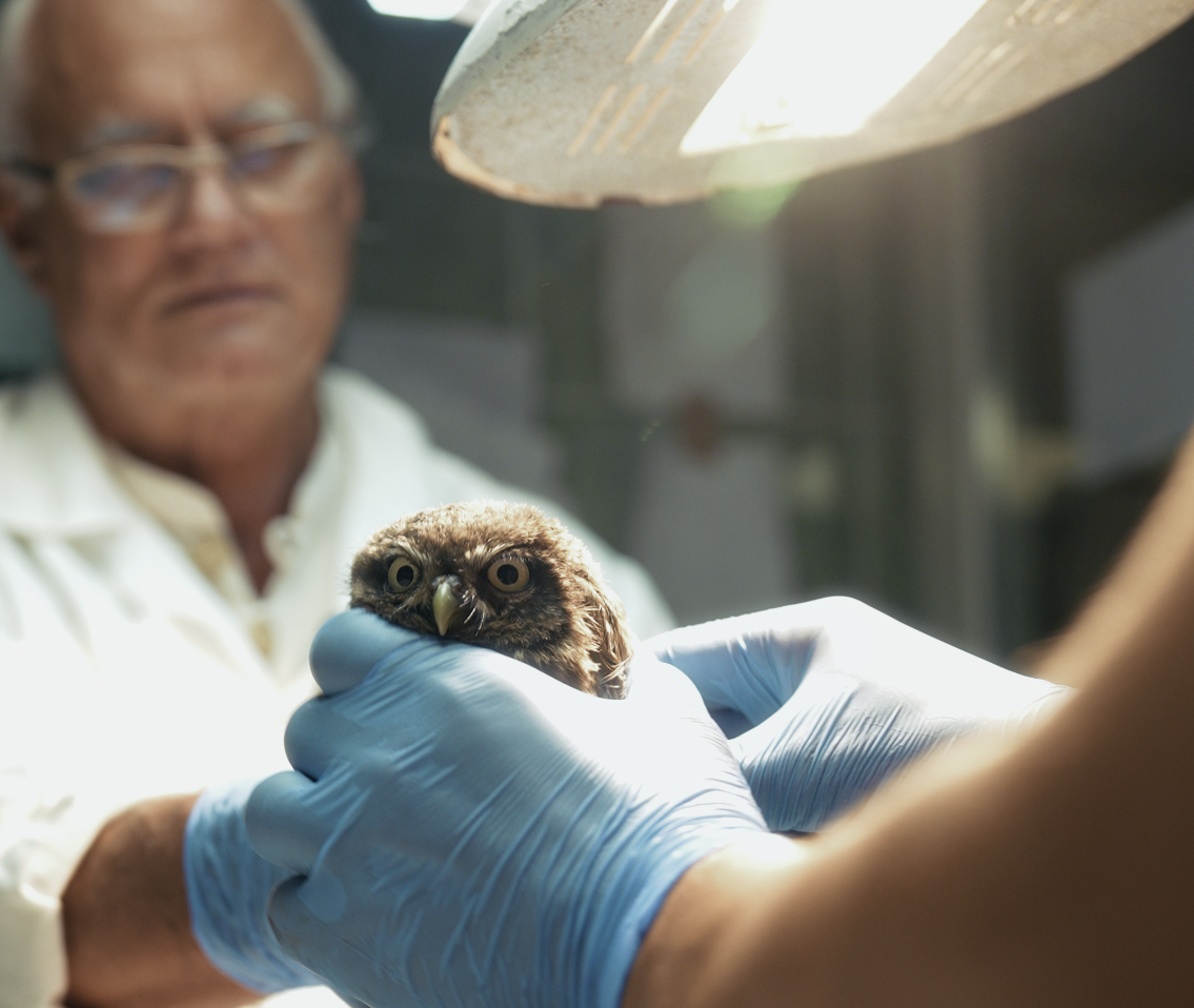 unisus cipo kuvik v2.png