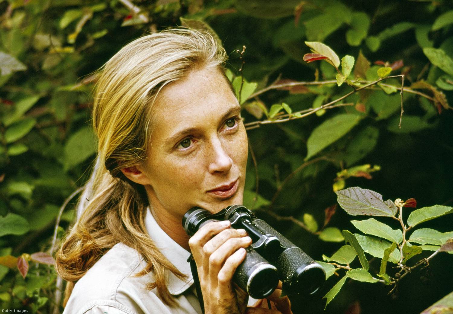 Jane Goodall a fiatalkori fotóin elképesztően kecses, klasszikus szépség. Karcsú, nyúlánk alakjával akár manöken is lehetett volna, karakteres arca pedig csak még alkalmasabbá tette volna rá.
