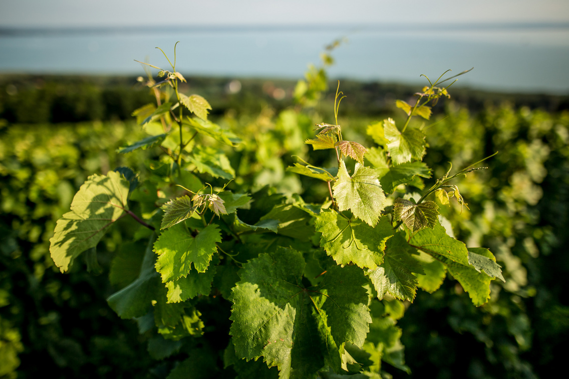malik-pince mudra-laszlo 20180726