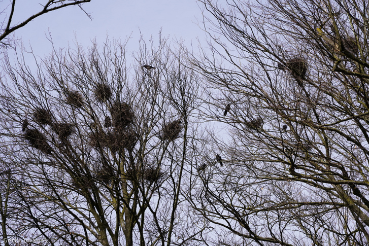 A dolmányosoktól eltérően nagy csapatokban fészkelnek a fákon a vetési varjak