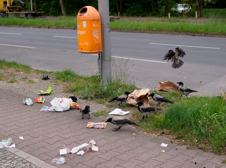 Lelkes guberálók a dolmányos varjak. Mivel az istennek sem óhajtanak odébbállni, ezért kénytelenek vagyunk együttélni velük