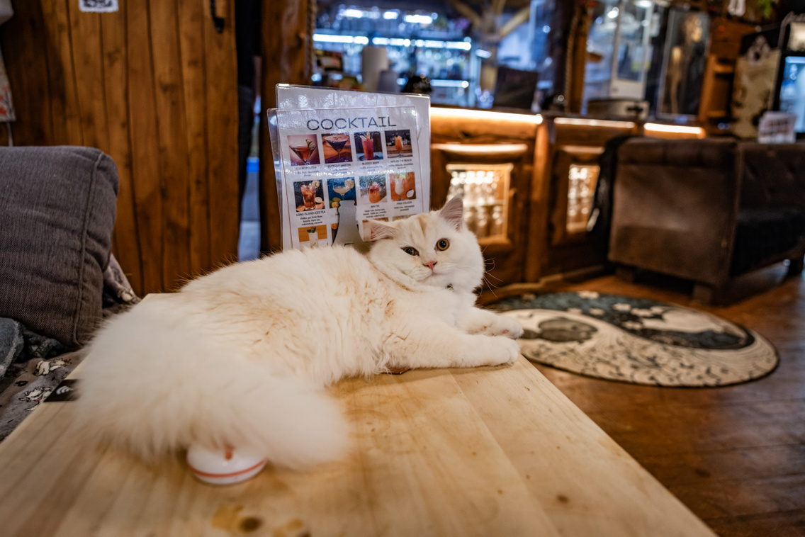 Cat Wood Cafe 251007 Szabó Gábor 002