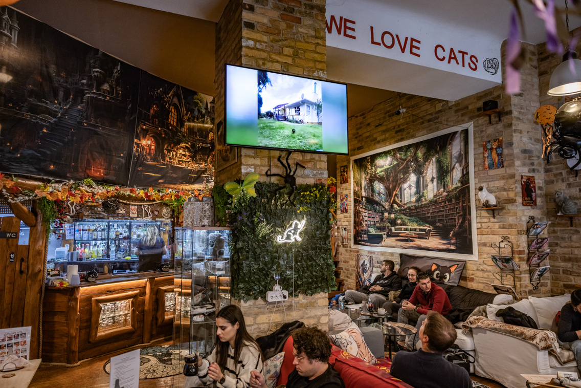Cat Wood Cafe 251007 Szabó Gábor 014