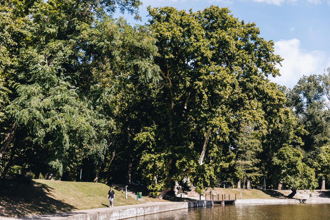 varosliget platanok 240724 majorkata 12